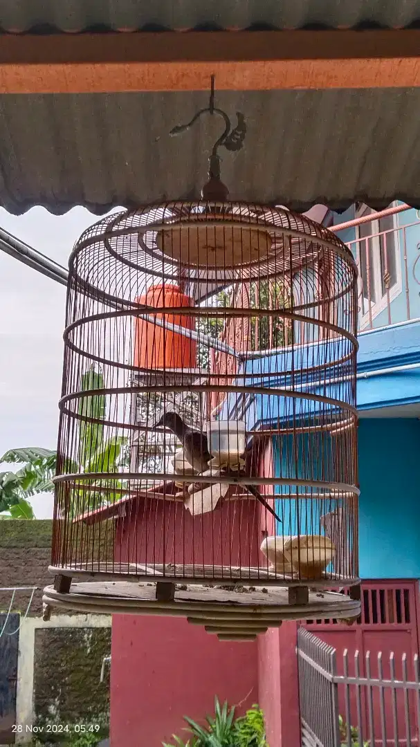 Burung perkutut bangkok