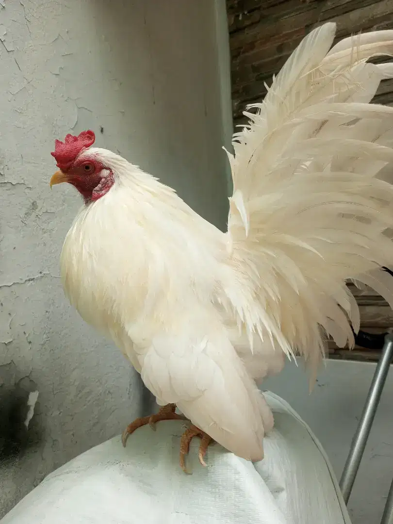 Ayam Kate Jantan Putih