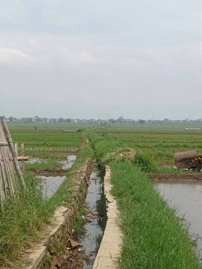 Dijual tanah sawah