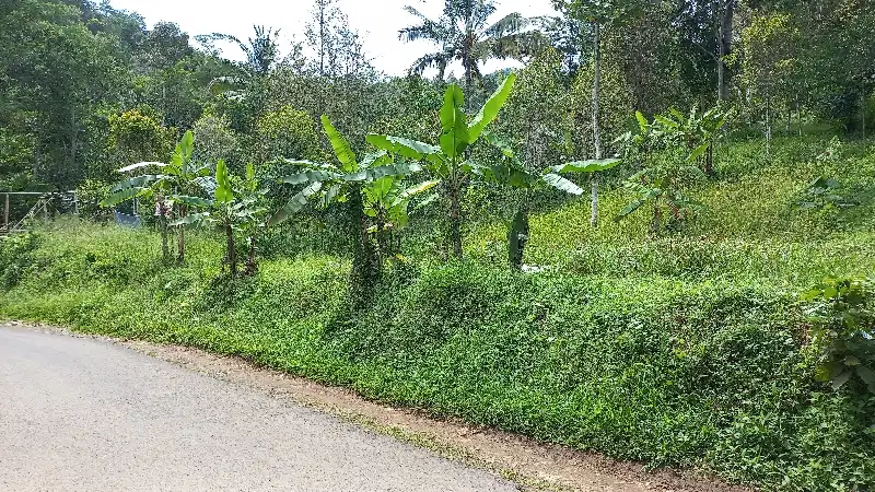 Dijual tanah pinggir jalan dekat Cafe Imah Kopi, Pandeglang, 9820 m2