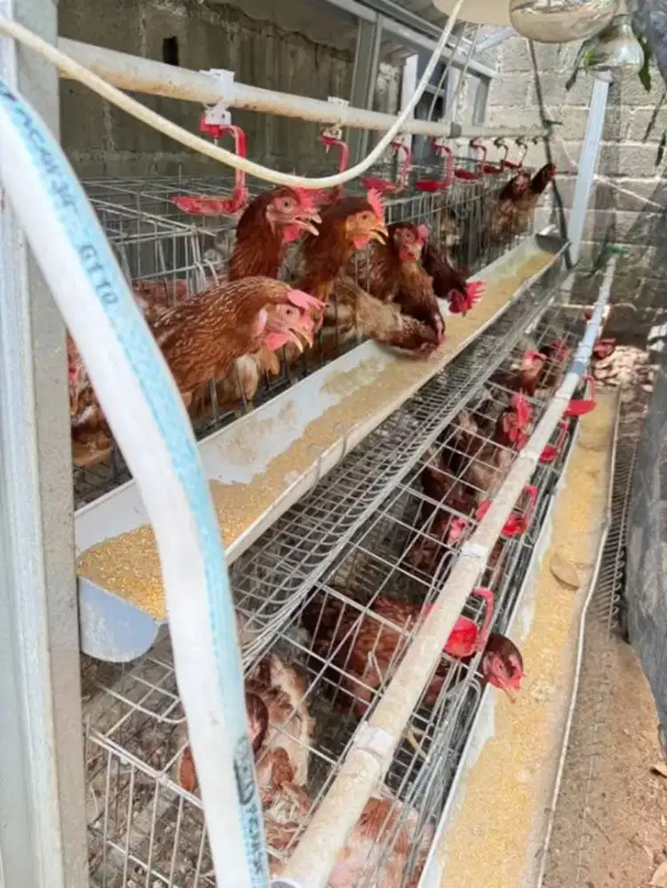 AYAM PETELUR AFKIR MURAH