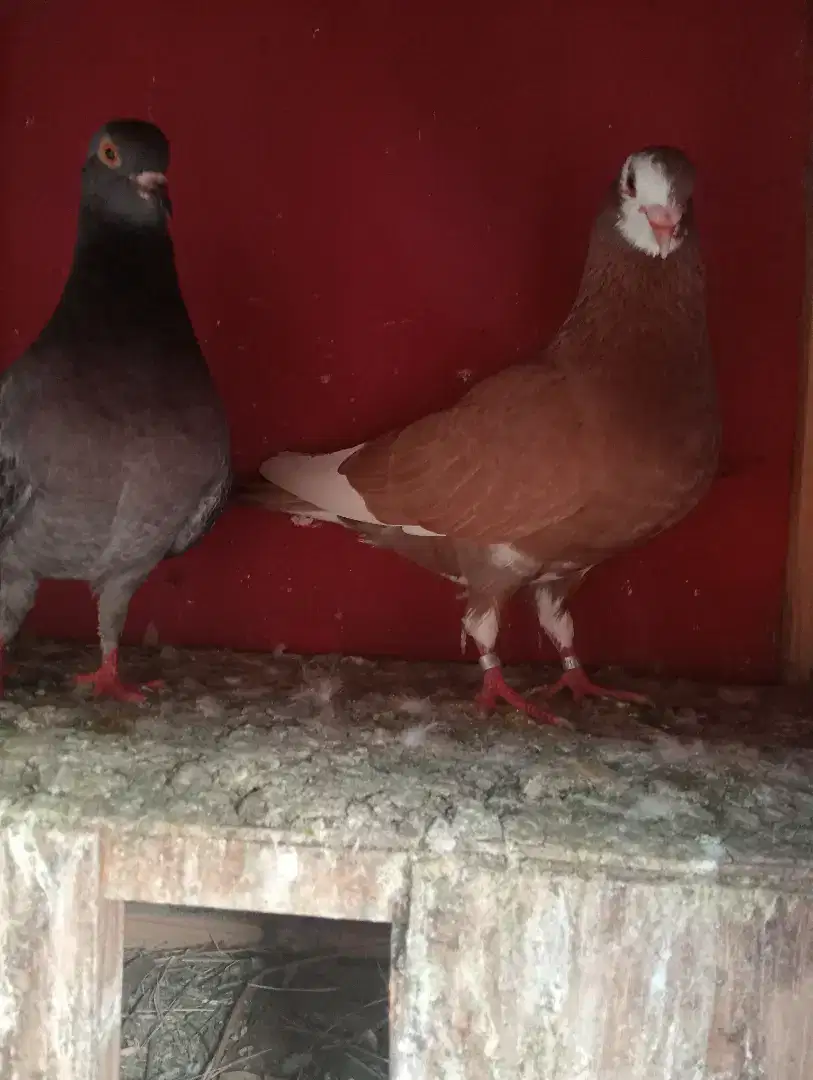 3 pasang burung mainan