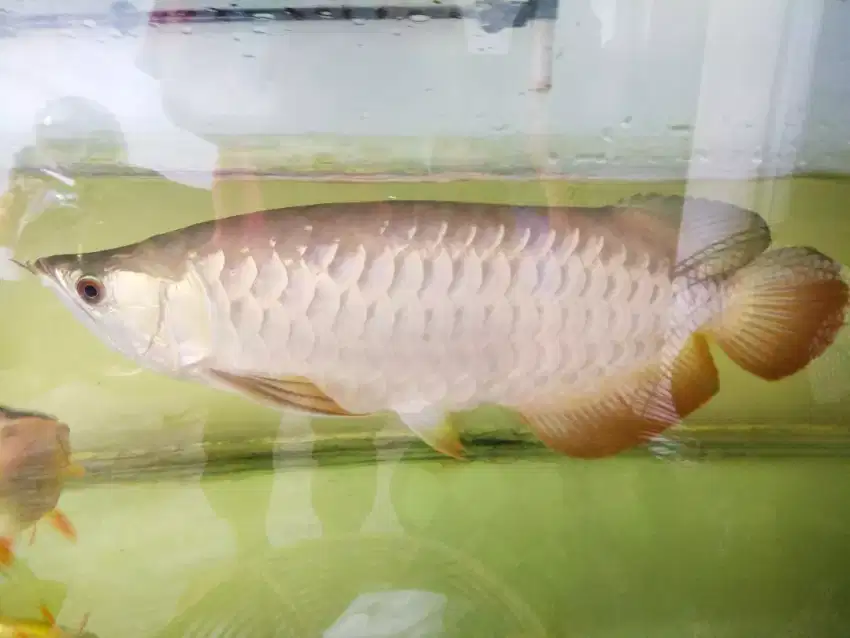 IKAN ARWANA GOLDEN RED