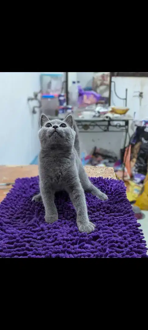 British Shorthair / Kucing BSH