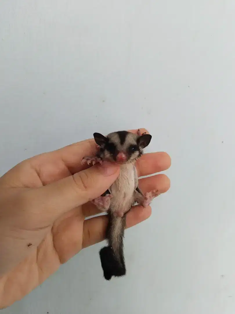 Sg sugar glider betina grey truk bak asi bayi beras ayam bumbu kandang