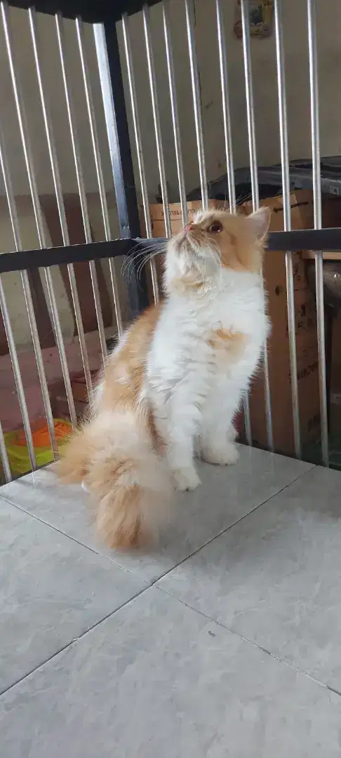 Lepas adopsi Persia flatnose Jantan