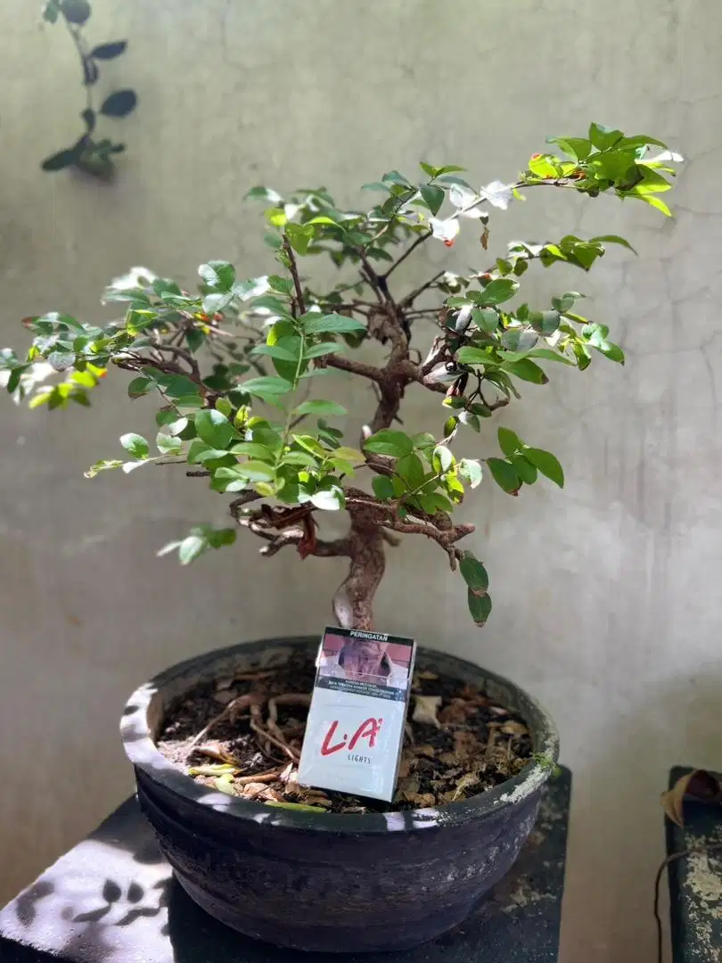 Bonsai beringin &