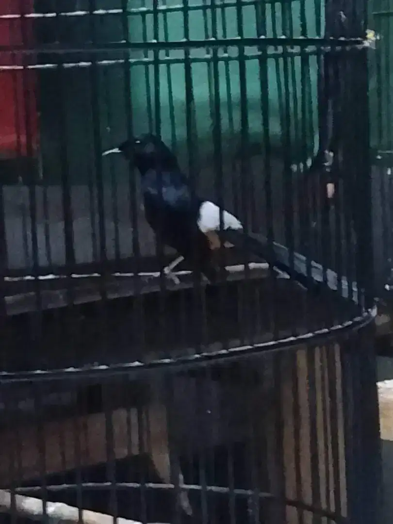 Burung murai medan