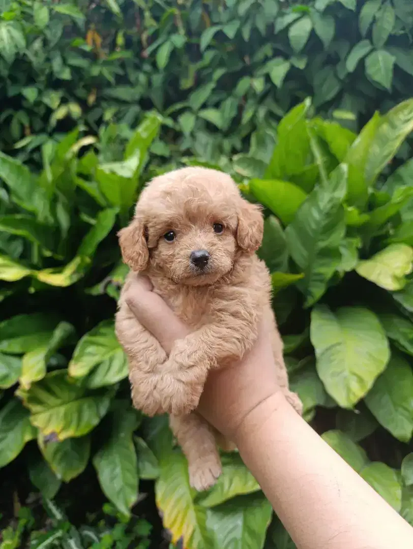 Toy tiny poodle super quality stambum