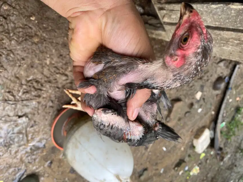 ayam kelabu bagus