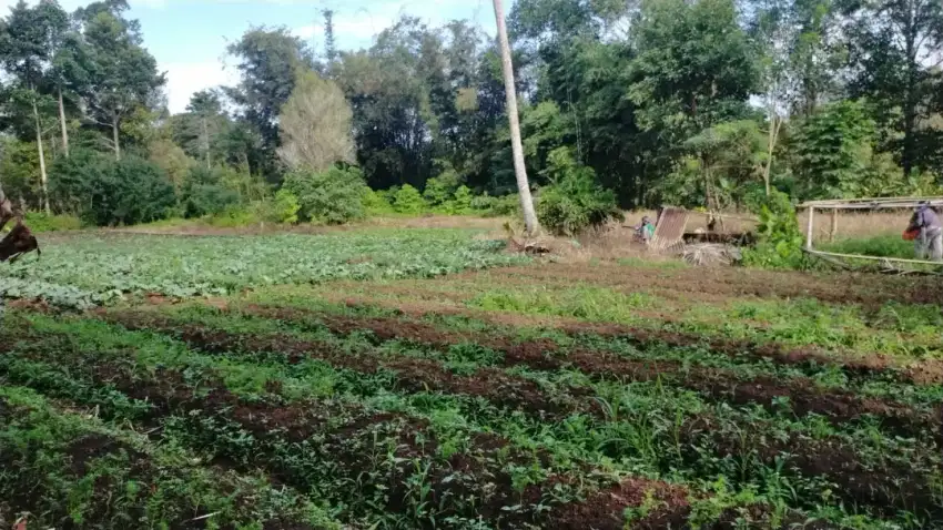 tanah murah dekat rurukan