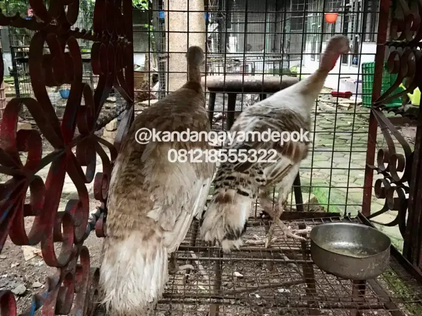 Ayam kalkun betina produktif