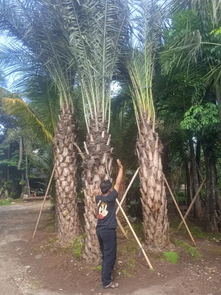 Pohon korma tinggi 3 meter batang keras