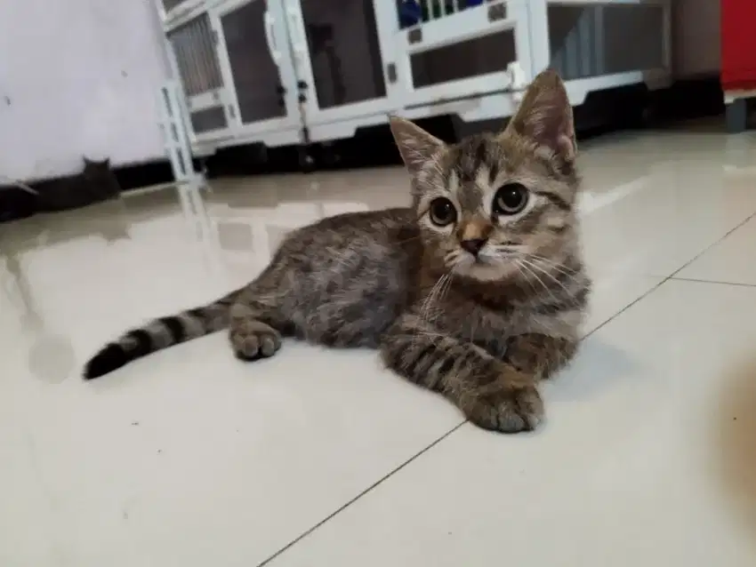 Lepas adopsi kitten