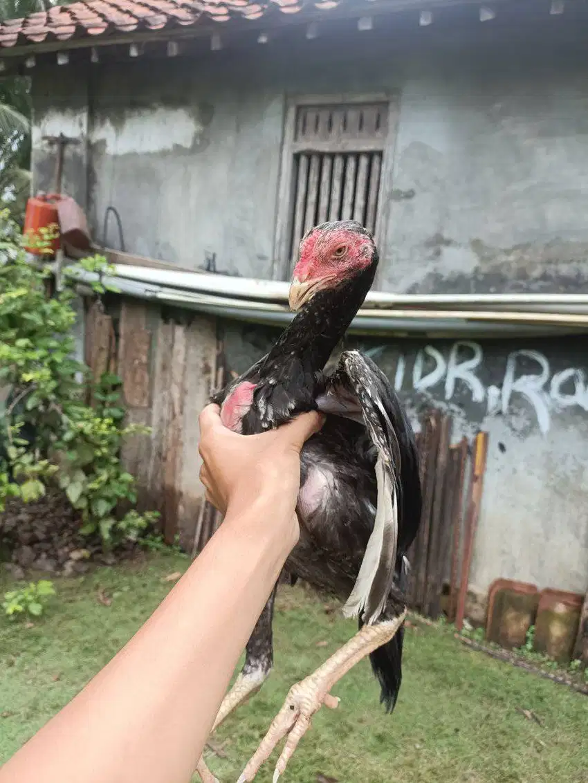 Ayam Bangkok Usia 4 Bulan