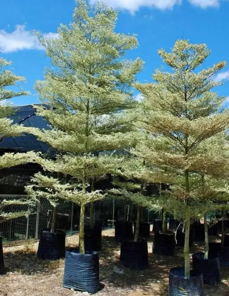 Tanaman hias pohon ketapang kecana tinggi 3mtr sampai 4 meter