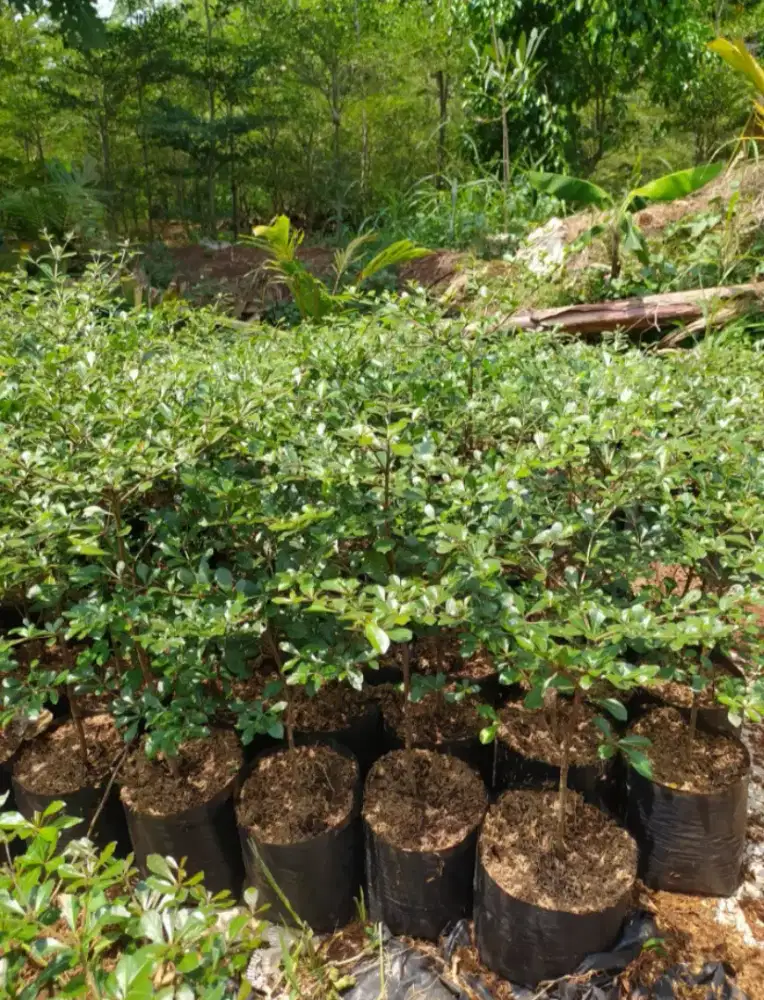 Bibit pohon ketapang kecana daun hijau