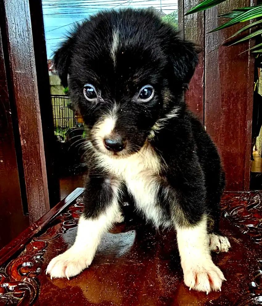 Dijual Anjing Australian Sheperd