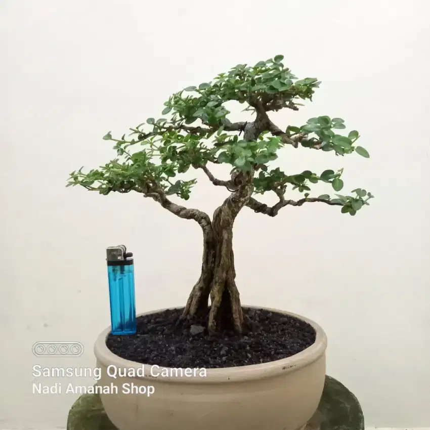 Bonsai Sancang Formal Siap Pajang