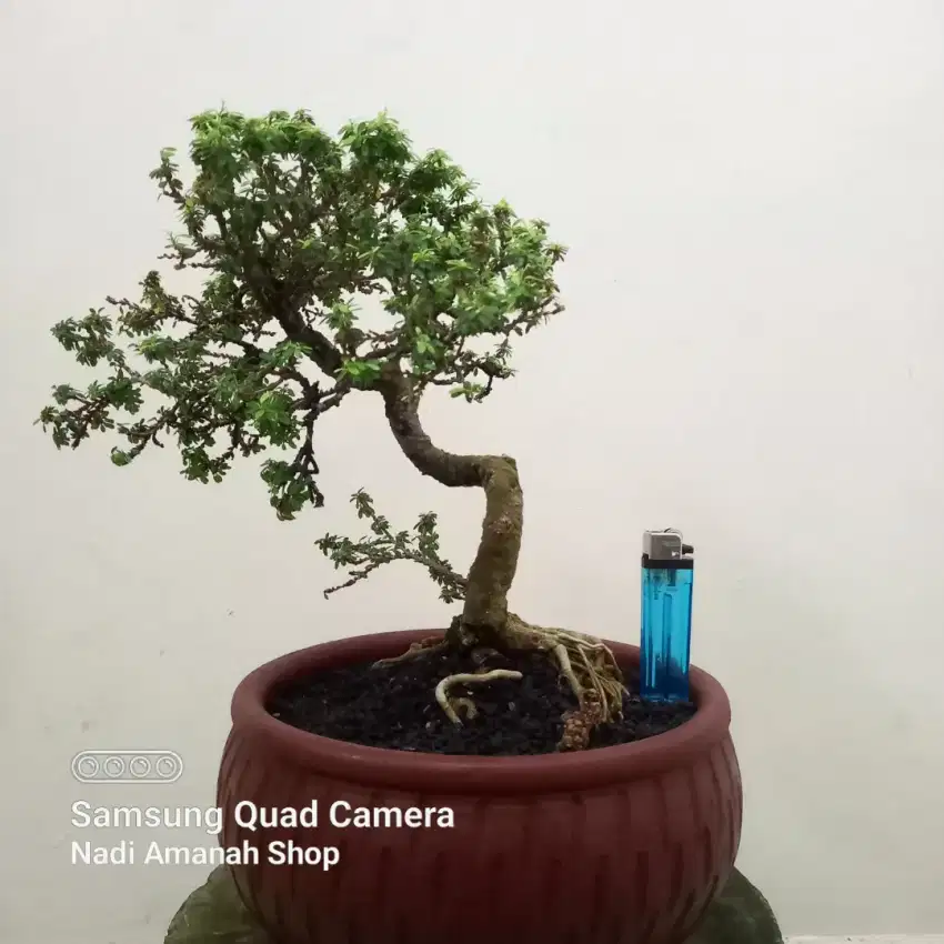 Bonsai Saeng Simbur Super Mikro Thailand