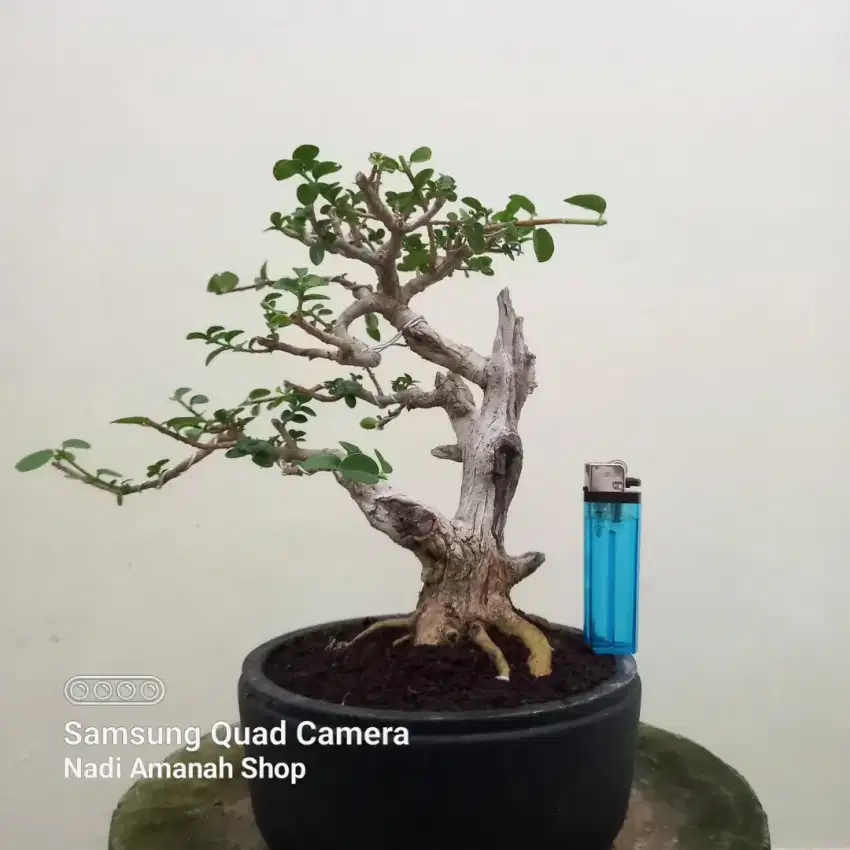 Bonsai Sancang Small