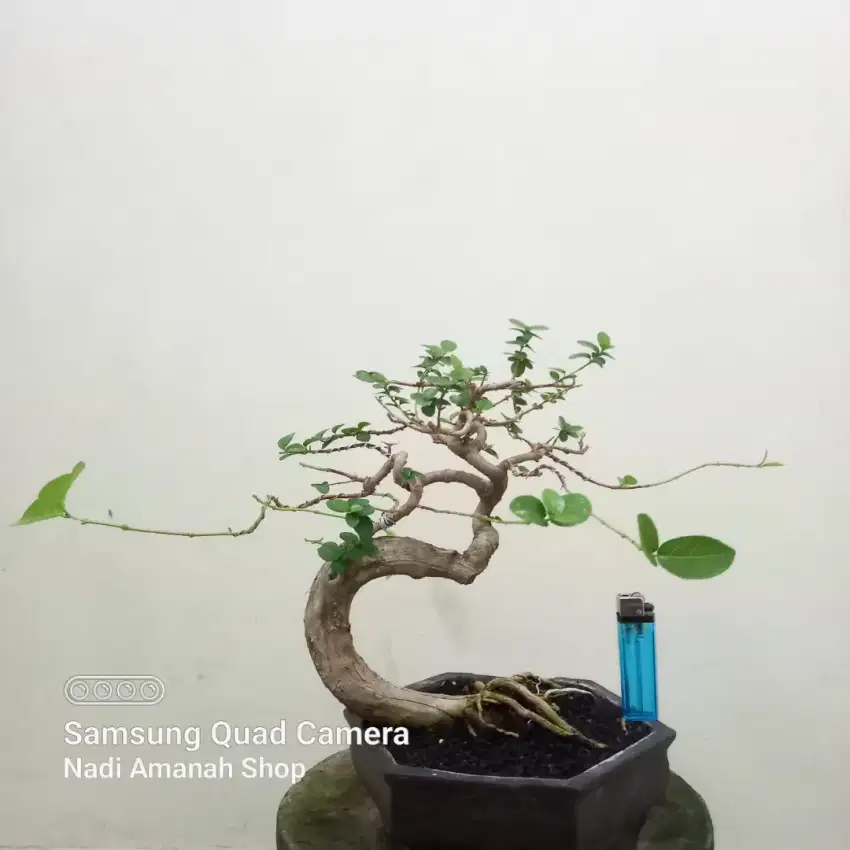 Bahan Bonsai Sancang Gerak Dasar