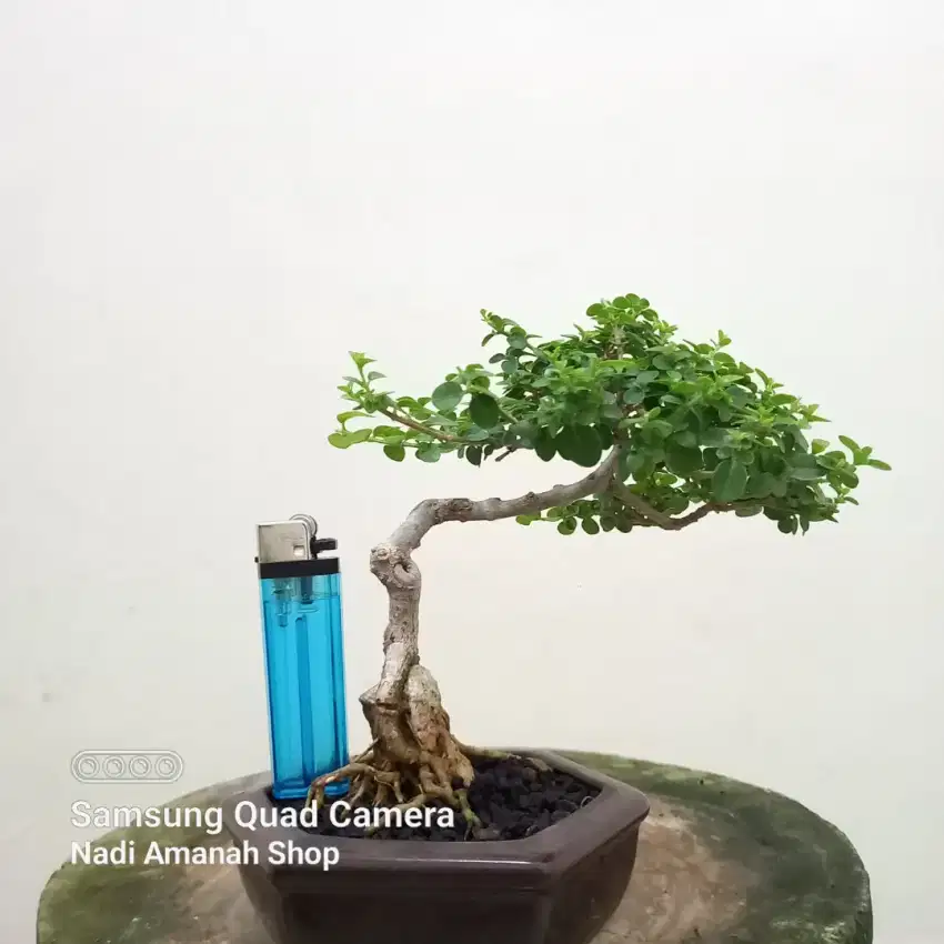 Bonsai Sancang Mame Siap Pajang