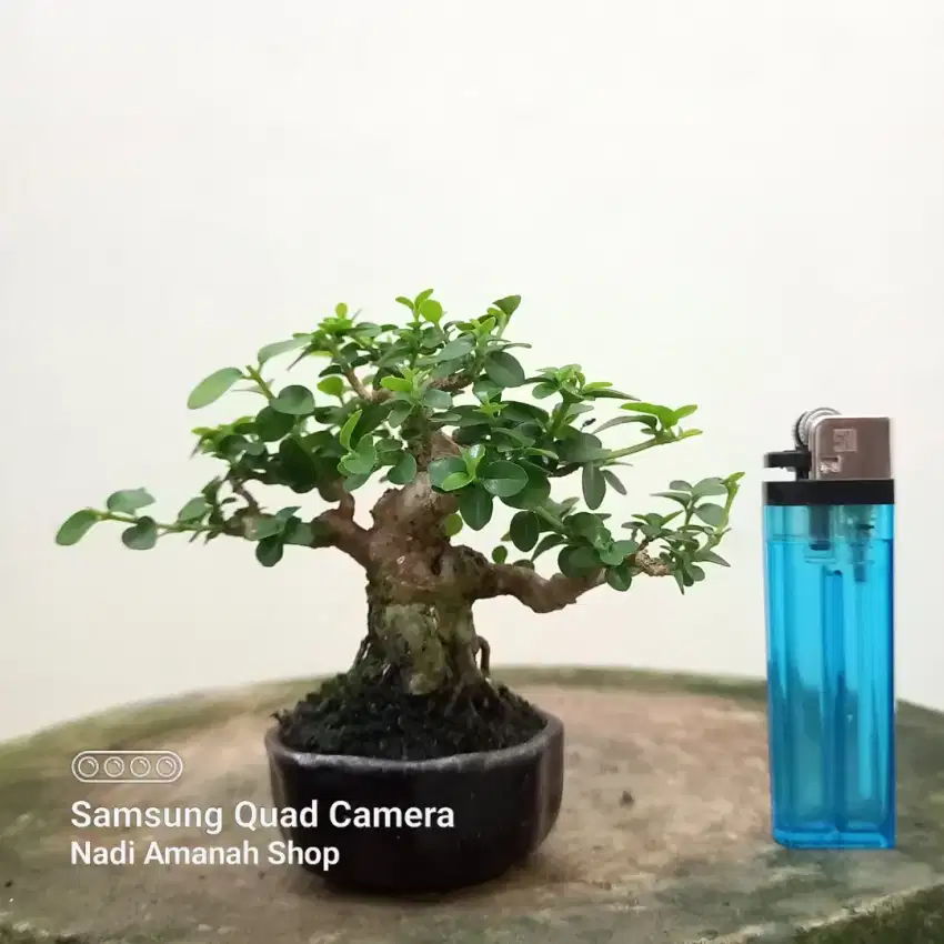 Bonsai Sancang Shito Siap Pajang