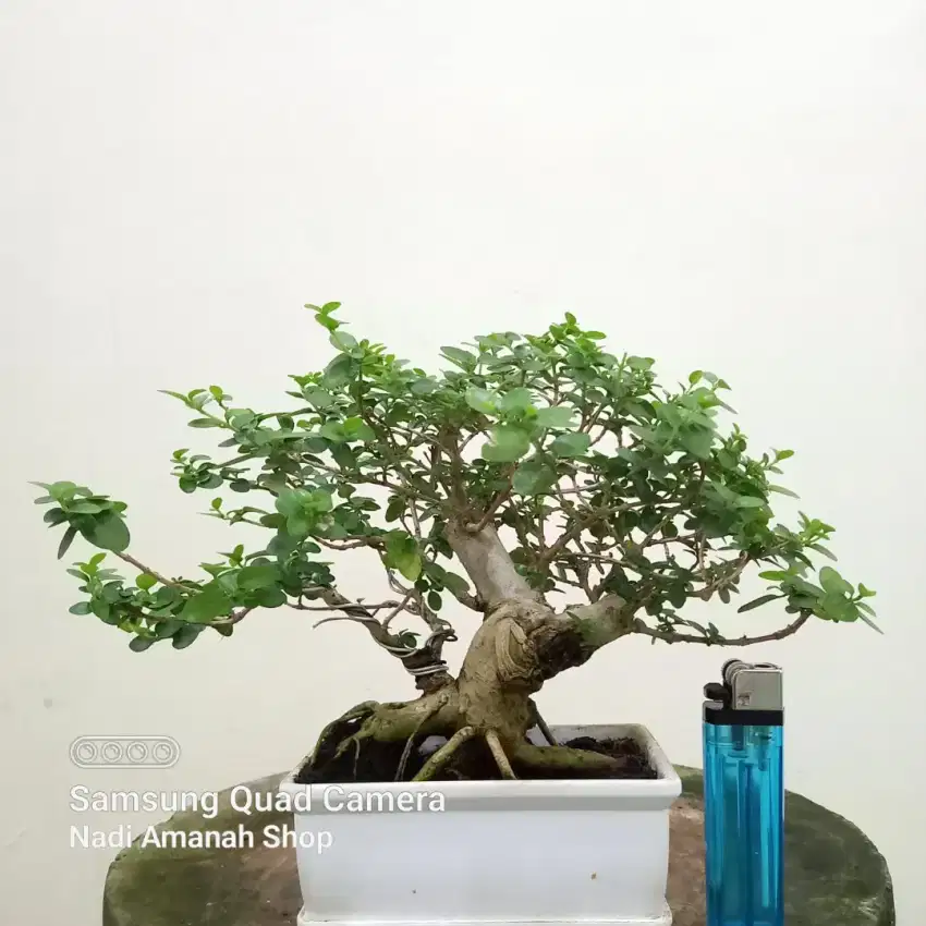 Bonsai Sancang Mame Rimbun Siap Pajang