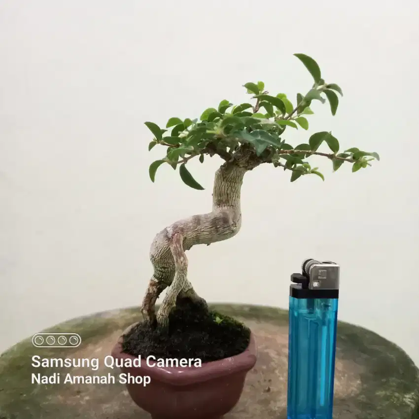 Bonsai Sakura Mikro Mame Siap Pajang