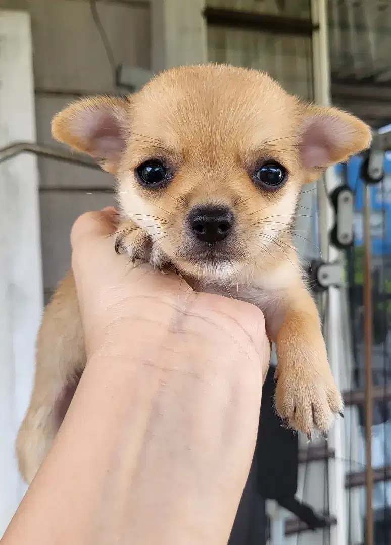 Chihuahua Female/Betina Kosongan