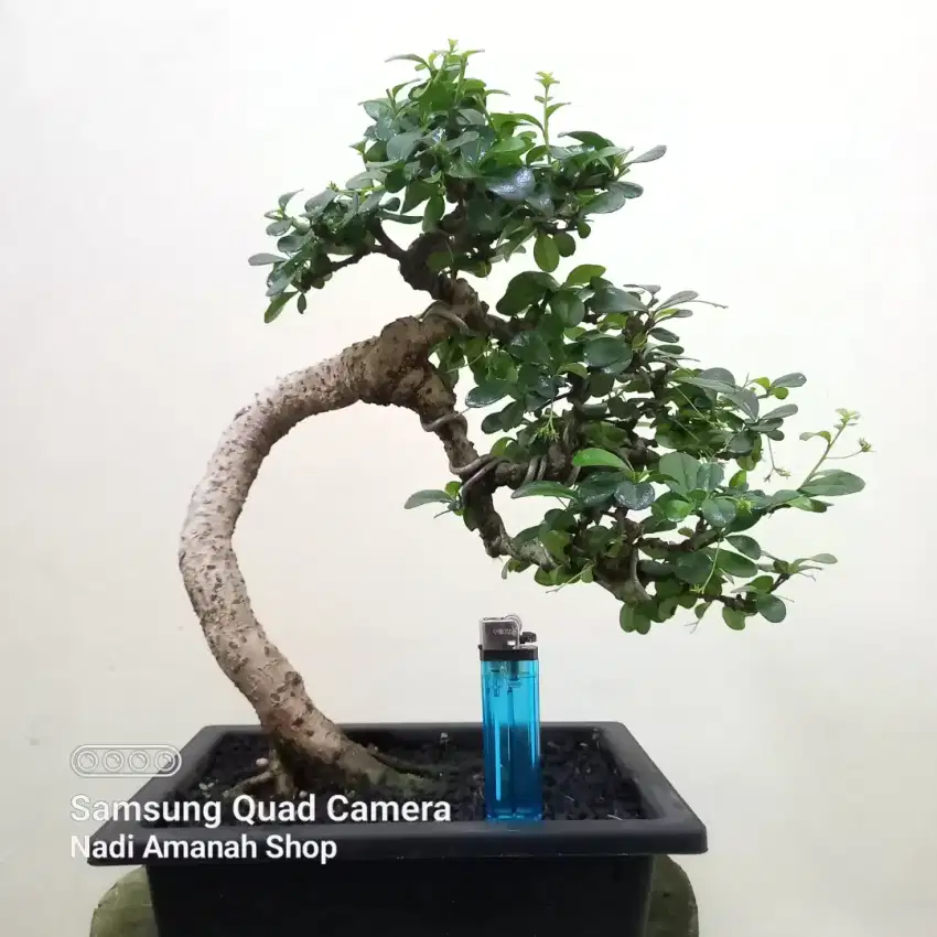 Bonsai Hokianti Bunga Siap Pajang