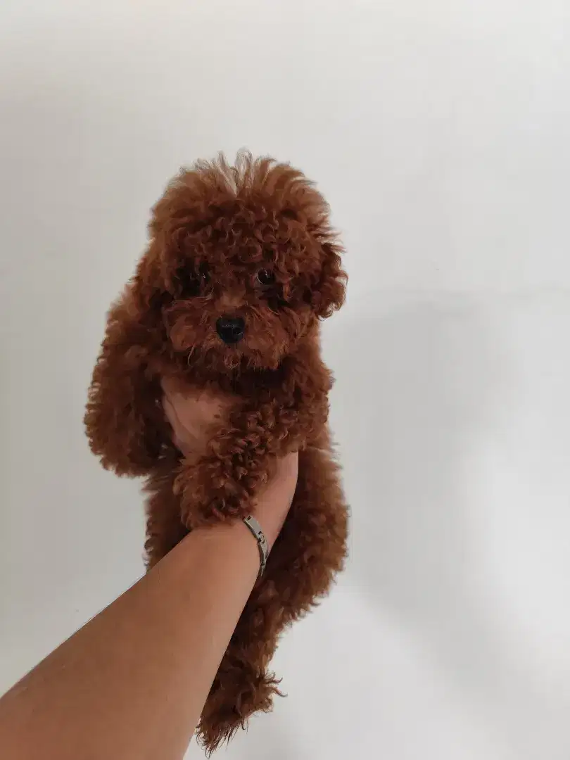 Poodle betina size tiny