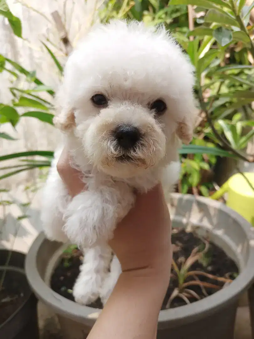 snow white poodle female