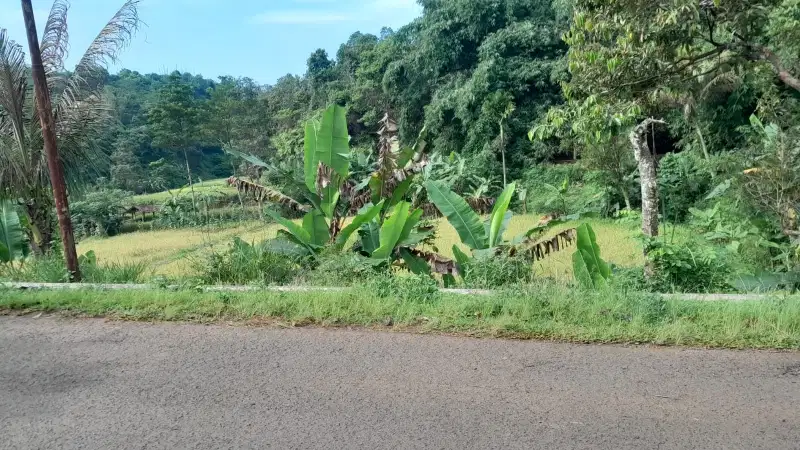 Dijual lahan sawah 1400 meter