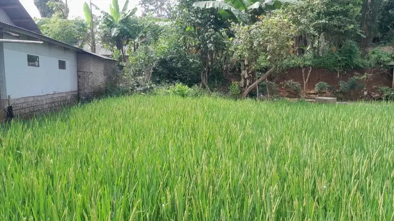 dijual lahan sawah pinggir jalan