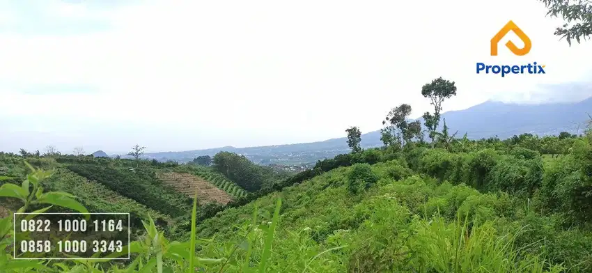 Paling Murah! Kebun berlokasi di Dataran Tinggi Desa Bumiaji