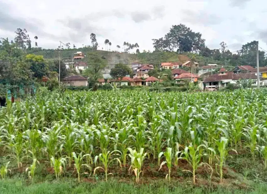 Jual Lahan Kebun datar di Ciwidey