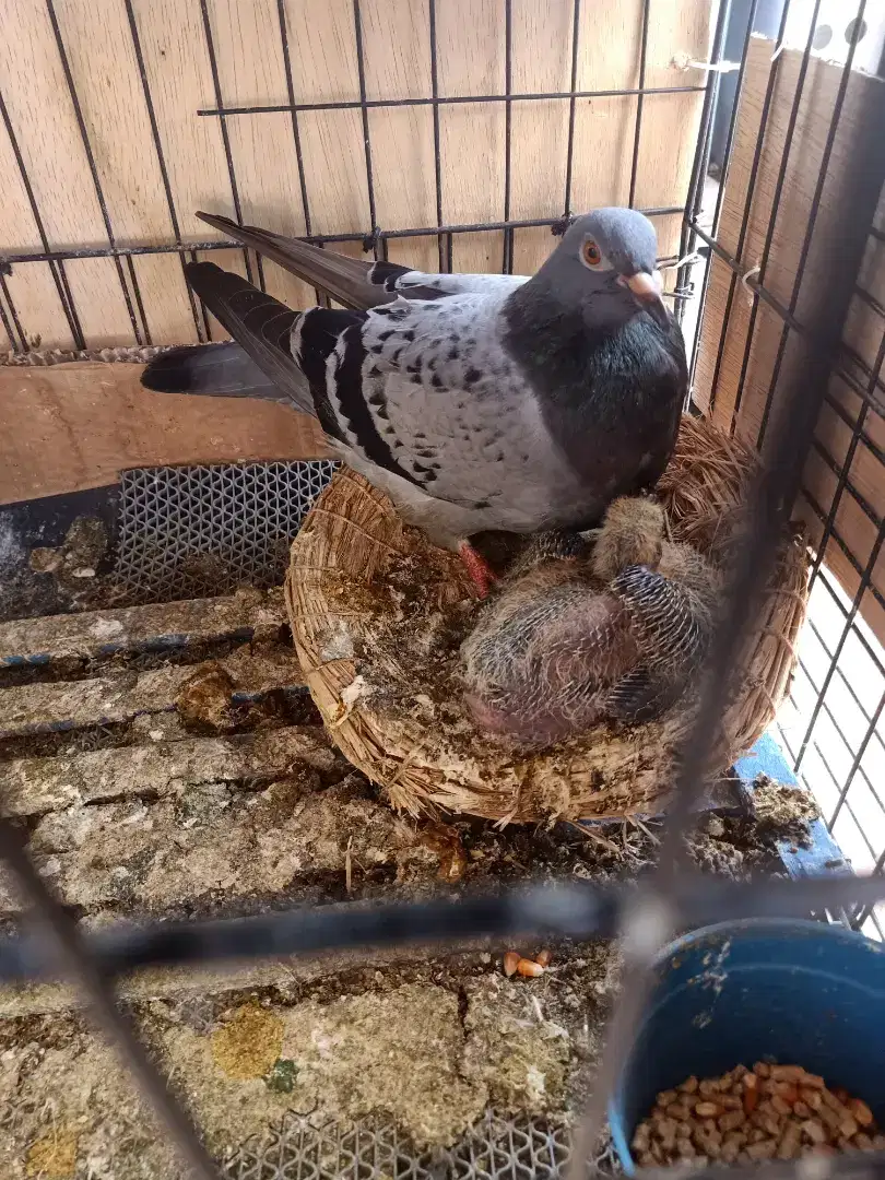 Burung merpati pos resing