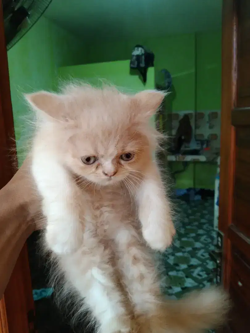 Kucing flatnose betina