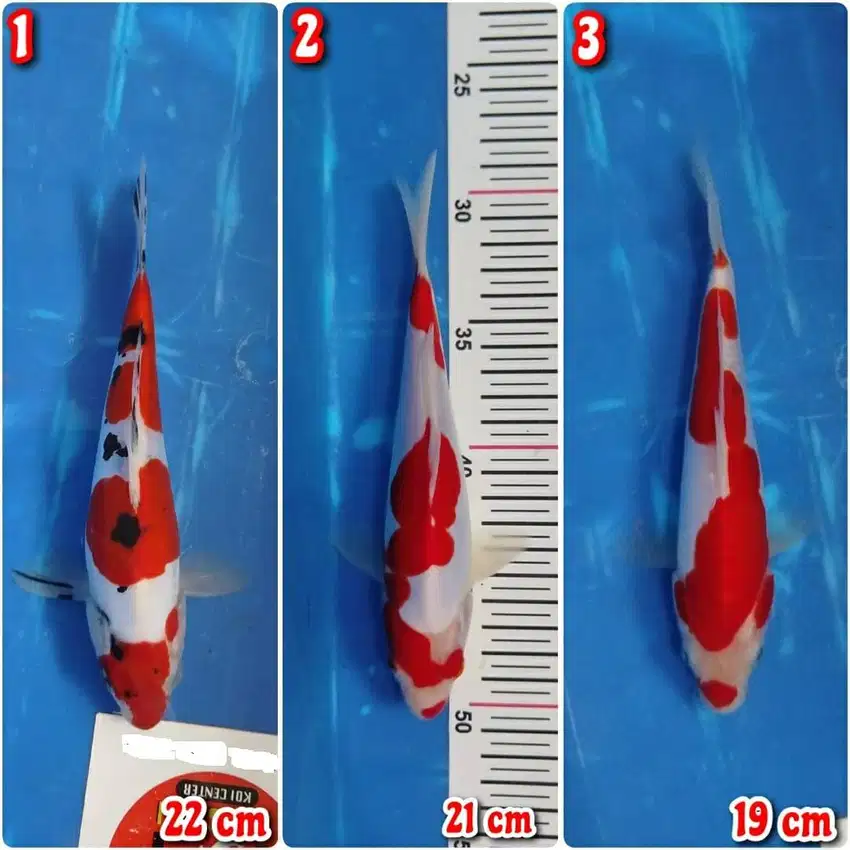 Ikan Koi Blitar Kohaku Sanke Doitsu Murni 19-22 cm HQ