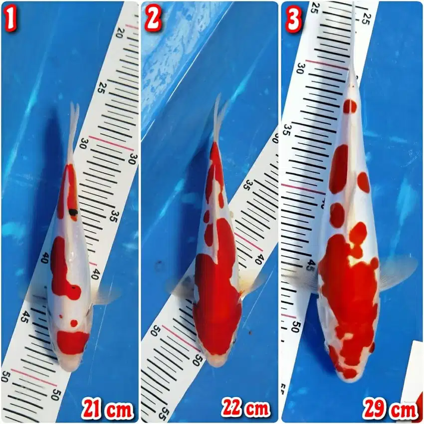 Ikan Koi Blitar Kohaku Sanke Doitsu Murni 21-29 cm HQ