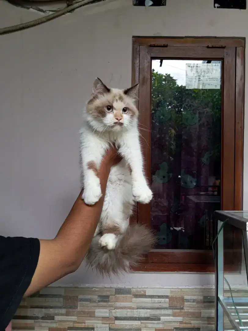 Kucing Hima mix ragdoll betina