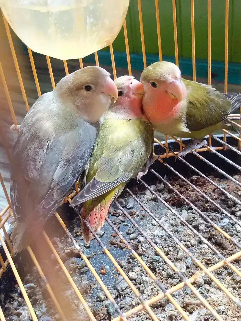 Jual Lovebird Non Klep 1 Betina 2 Jantan, ambil sepasang juga bisa.