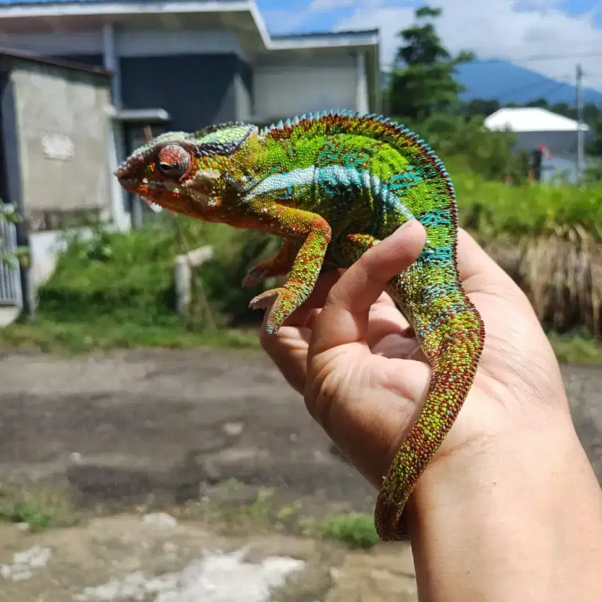 Chameleon Panther Jantan Proven