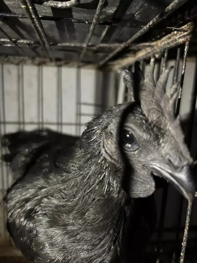 Jual ayam cemani lidah hitam asli paket ternak ayam hiasasli indonesia