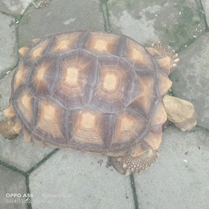 Kura-kura Sulcata 30 cm