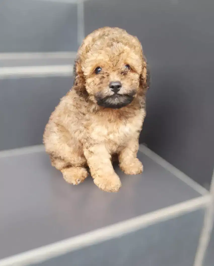 POODLE PUPPY / Poodle