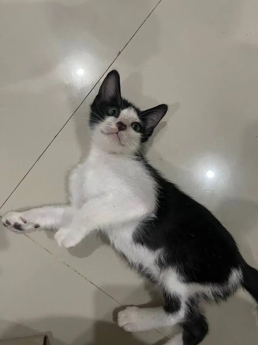 adopsi kucing gratis, free adopt cat