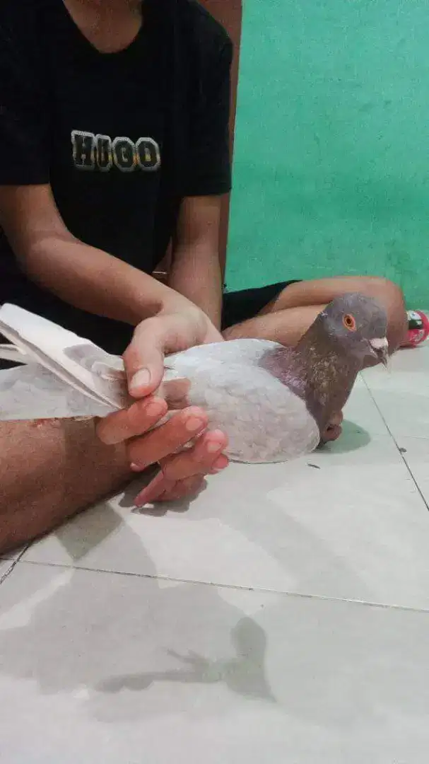 Burung dara kolongan